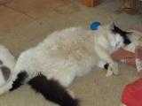 Lazy Jabba the Hutt3